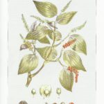 pimienta-planta